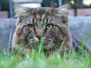 maine coon